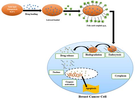 Xenografting Nanomaterials: Revolutionizing Biocompatibility and Targeted Drug Delivery!